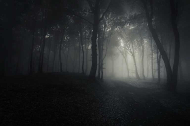 Scary woods at night with mysterious fog